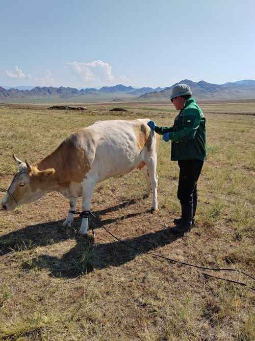 В Туве устраняют очаги распространения бруцеллеза