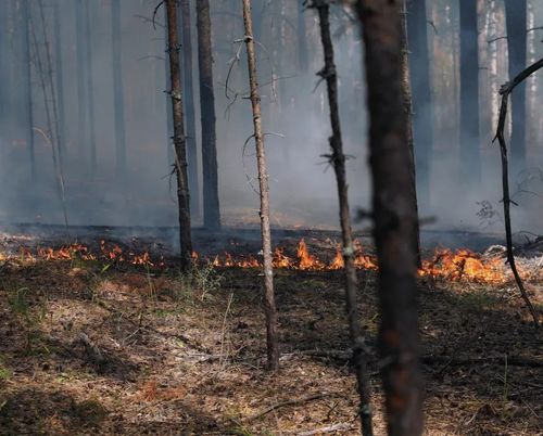 В Туве за сутки ликвидировано 15 лесных пожаров на общей площади 1244 га