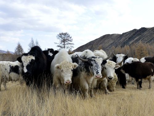 Тывавыстың чоргааралы – сарлык малым