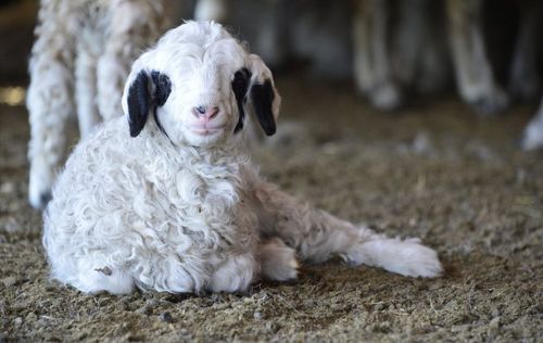 В Монгун-Тайгинском районе продолжается окотная кампания