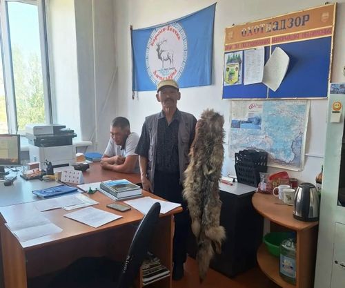 Август 1-ден эгелеп Тываның аңчылары бөрүлерни аглап аңнап болур