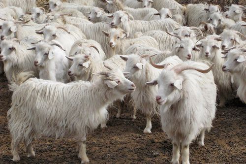 Тывага Селекция-уксаажыдылга ажылының төвүн ажыдары көрдүнген