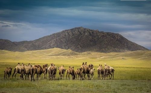 Тывага тевежилерниң бир дугаар байырлалы болуп эртер