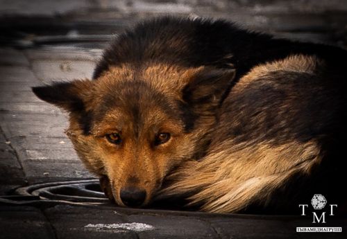 В Туве продолжают работать над законопроектом о судьбе безнадзорных животных