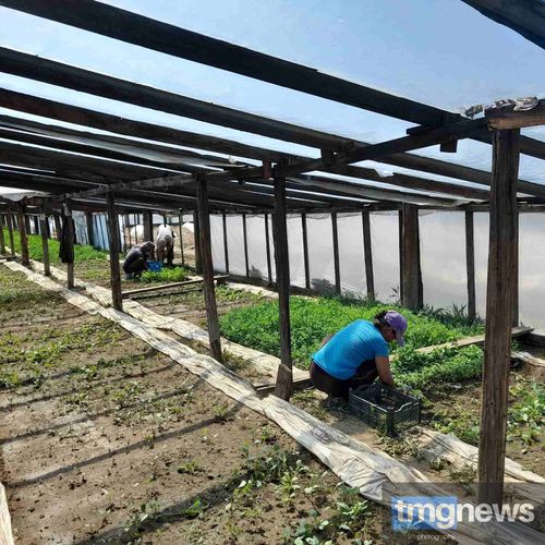 Овощеводы Тувы расширяют свое производство