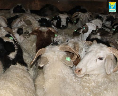 В Приморском крае 100 тувинских ярочек успешно адаптируются после переезда