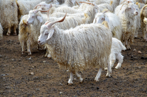 В Туве насчитывается самое большое поголовье коз