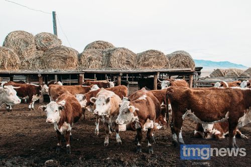 В Туве заготовлен достаточный объем кормов для успешной зимовки скота