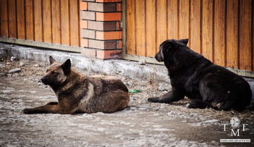 В Туве снизилось количество людей, отказывающихся от вакцинации собак против бешенства