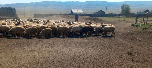 В Дзун-Хемчикском районе жителям передали 200 овец