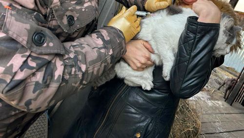 В Кызыле продолжается карантин из-за выявления бешенства у собак