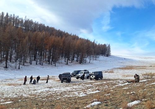 Тывада бөрүлер аглаар 81 бригада ажылдап турар