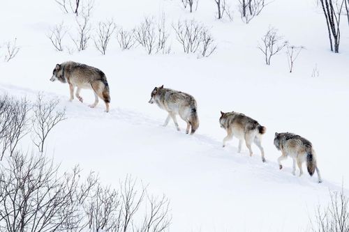 В Туве идет месячник по борьбе с волками