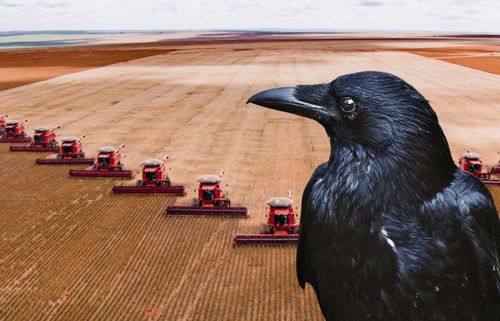 Рост популяции птиц привел к уменьшению количества деревьев