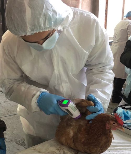 Будущие профессионалы Тувы проверили свои знания в сфере ветеринарии