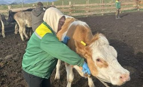 Мал-маган ээлери демнежип, шынарлыг кажаадан кылып алыры чугула