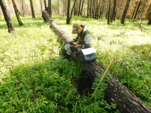 Лесопатологи Тувы приступают к наблюдению за лесами