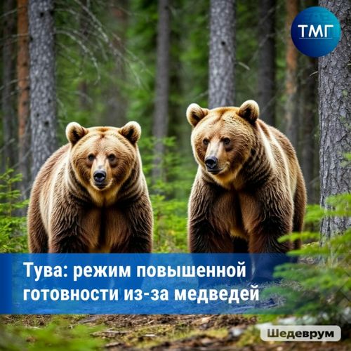️В Туве введён режим повышенной готовности из-за выхода медведей к населённым пунктам