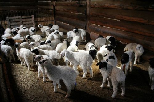 Тываның мал ажыл-агыйларында төрүүр малдың 35 ажыг хуузу оолдапкан