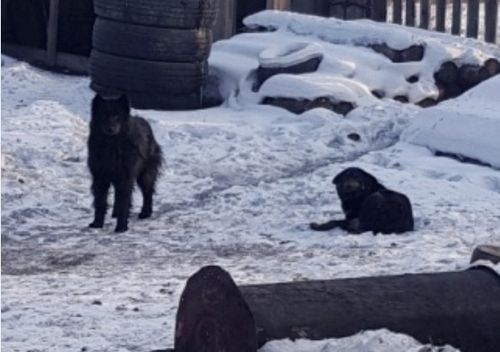 В Кызыле осудили владельца собак, загрызших женщину