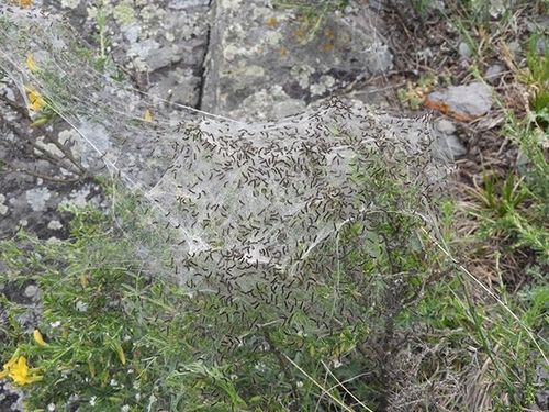 Лесопатологи Тувы держат на контроле ситуацию с очагами шелкопряда в лесах