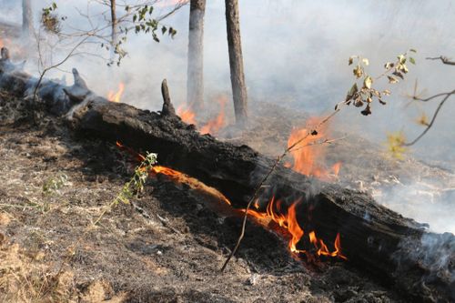 В Кызылском районе ликвидировали лесной пожар