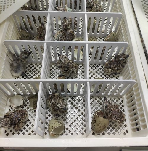 В Туве планируют восстановить популяцию дрофы-красотки