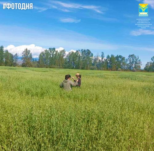 Минсельхозпрод Тувы: «Один из лучших урожаев овса ожидается в Сут-Холе»