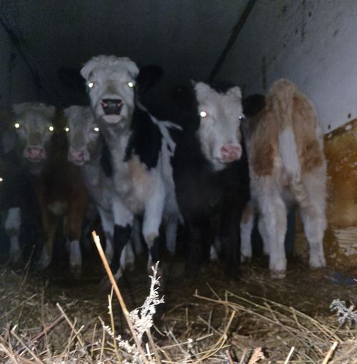 Россельхознадзор на посту ДПС «Ак» не пропустил партию крупного рогатого скота из-за нарушений ветеринарного законодательства