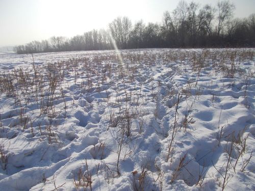 В Пий-Хемском районе арендатору предписали очистить заросший сельхозучасток
