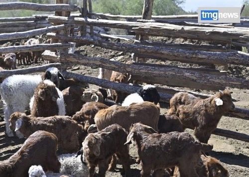 Тывага чылыг кыш болганындан шээр малдың оолдаашкыны эки эрткен