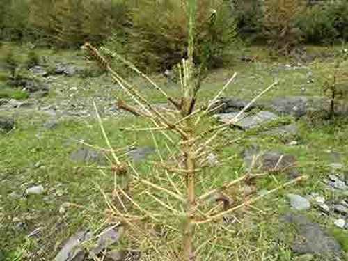 На территории Тувы выявлен очаг непарного шелкопряда