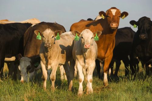 В России создадут цифровую систему учета племенных животных