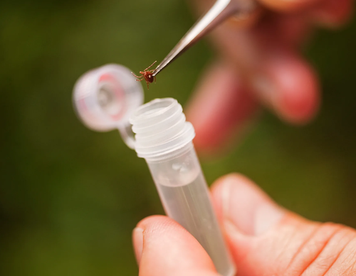 За неделю в больницы Тувы из-за клещей обратились 49 человек