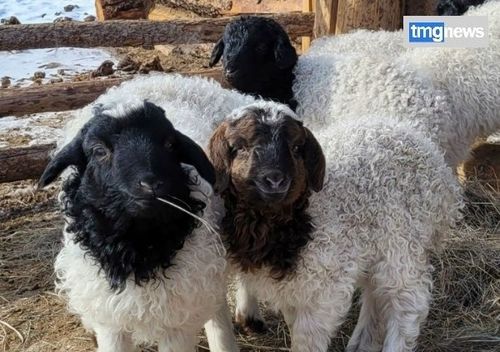 Тывада мал кыштаглаашкыны хүр эртип турар: Сиген-ширбиилдиң чартыын ажыглаан