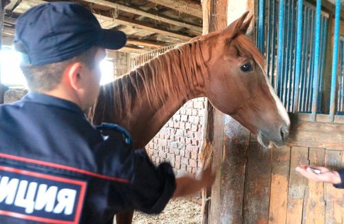 В Туве бдительные покупатели лошадей разоблачили конокрада