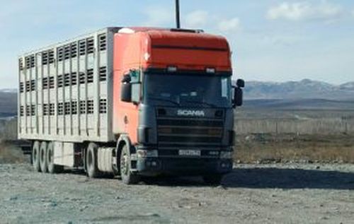 В Туве предотвращён незаконный вывоз лошадей