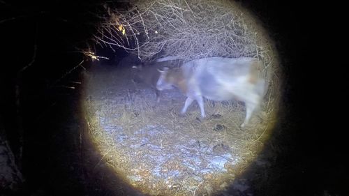 Сотрудники полиции помогли найти пропавший скот