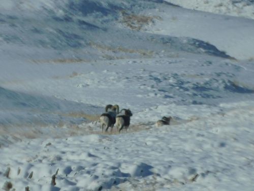 В Туве обитает 233 алтайских горных барана