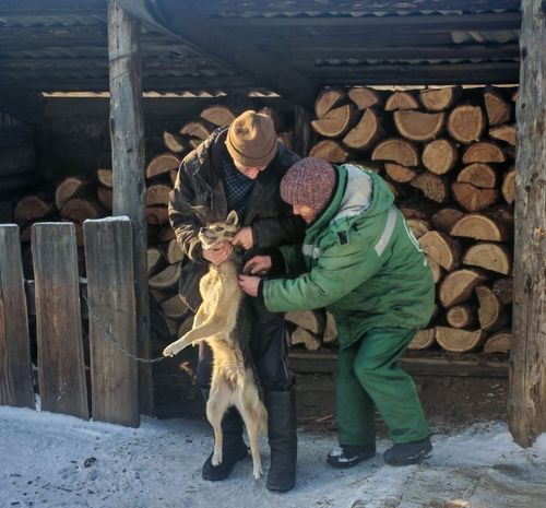 Каа-Хем кожууннуң чурттакчылары ыттарын калчаа аарынга удур тарыдып турар