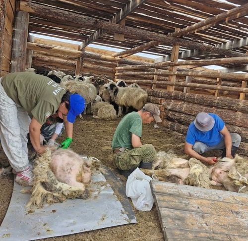 Эйлиг-Хемден Чодураа Кыргыс бир хойну 6 минута 48 секунда дургузунда кыргаан