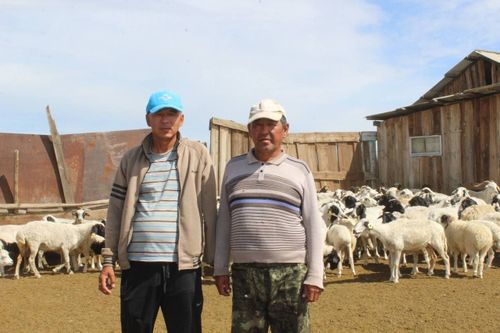 Ветераны СВО из Дзун-Хемчикского района получили по 200 голов МРС в рамках новой программы