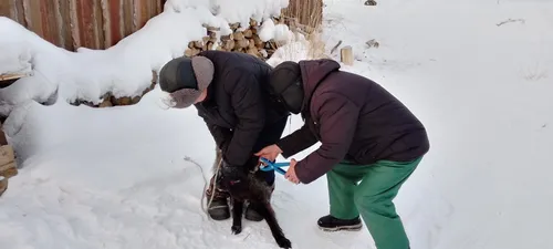 В Каа-Хемском районе проводят активную вакцинацию домашних животных