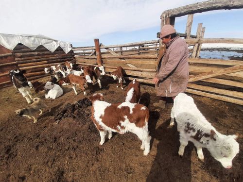 Окотная компания в Тандинском районе проходит в штатном режиме