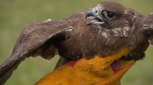 В Туве и Хакасии выпустили на волю 50 краснокнижных соколов-балобанов