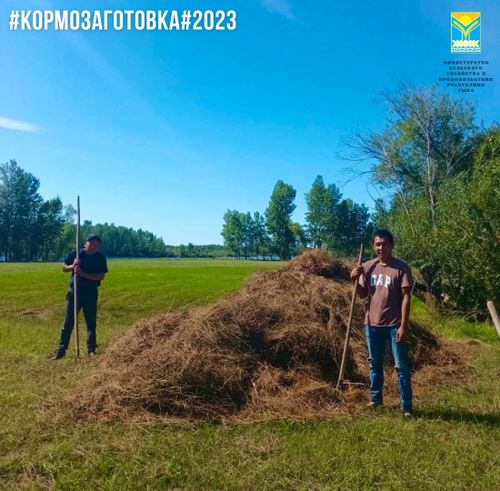 В Туве кормозаготовка выполнена на 86%