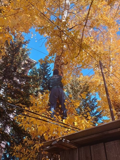 В Танды спасли котенка, просидевшего на дереве более суток