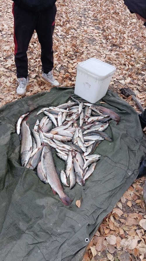 В Дзун-Хемчикском районе сотрудники полиции обнаружили незаконную добычу водных биоресурсов, в том числе краснокнижного тайменя