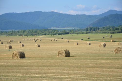 В правительстве Тувы обсудили итоги весенне-полевых работ и ход заготовки кормов