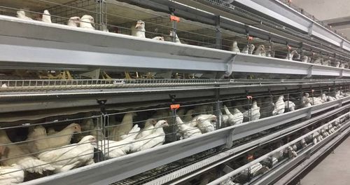 Прокуратура Тувы добилась погашения долгов для работников птицефабрики